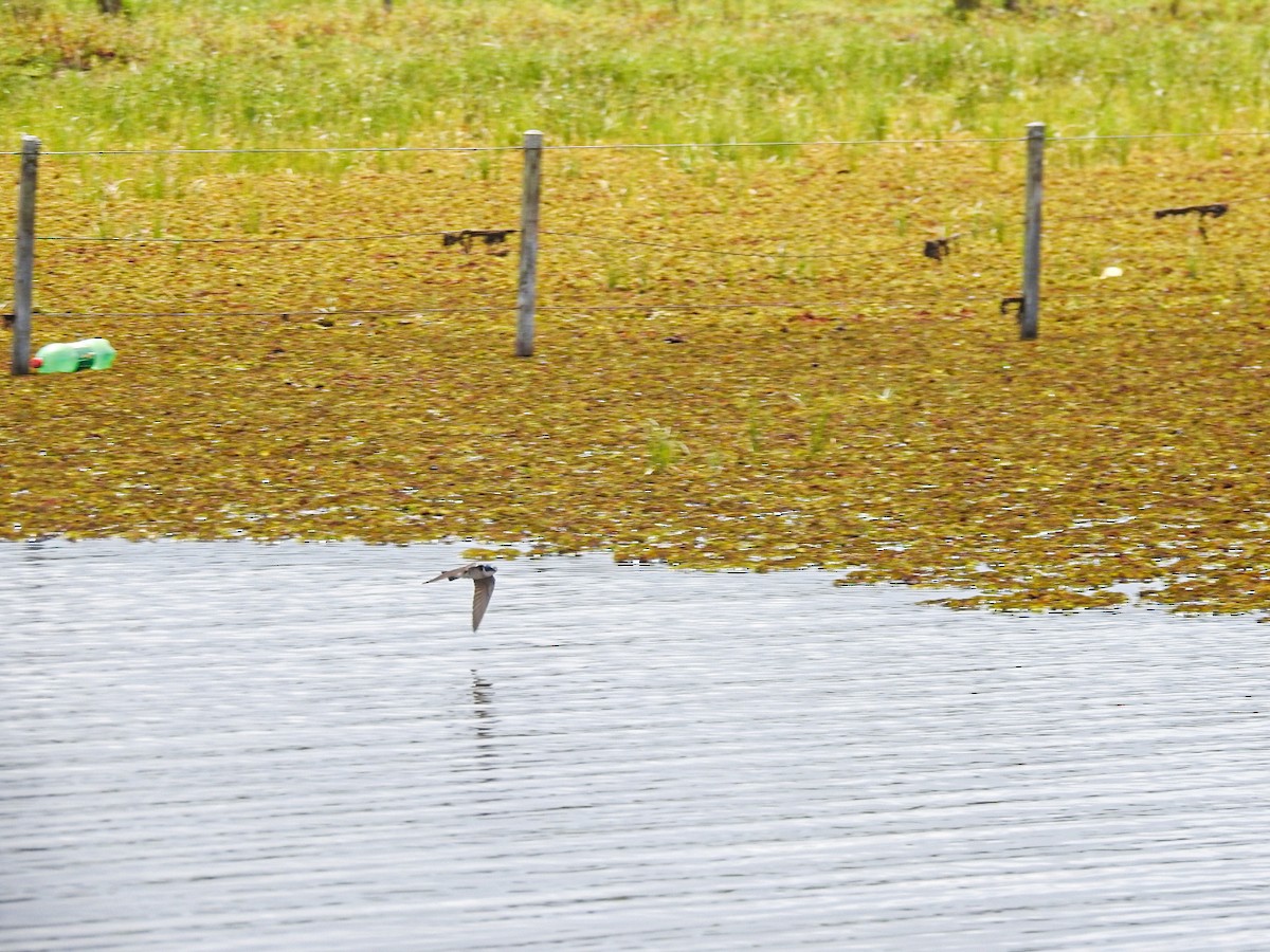 Weißbürzelschwalbe - ML645756080