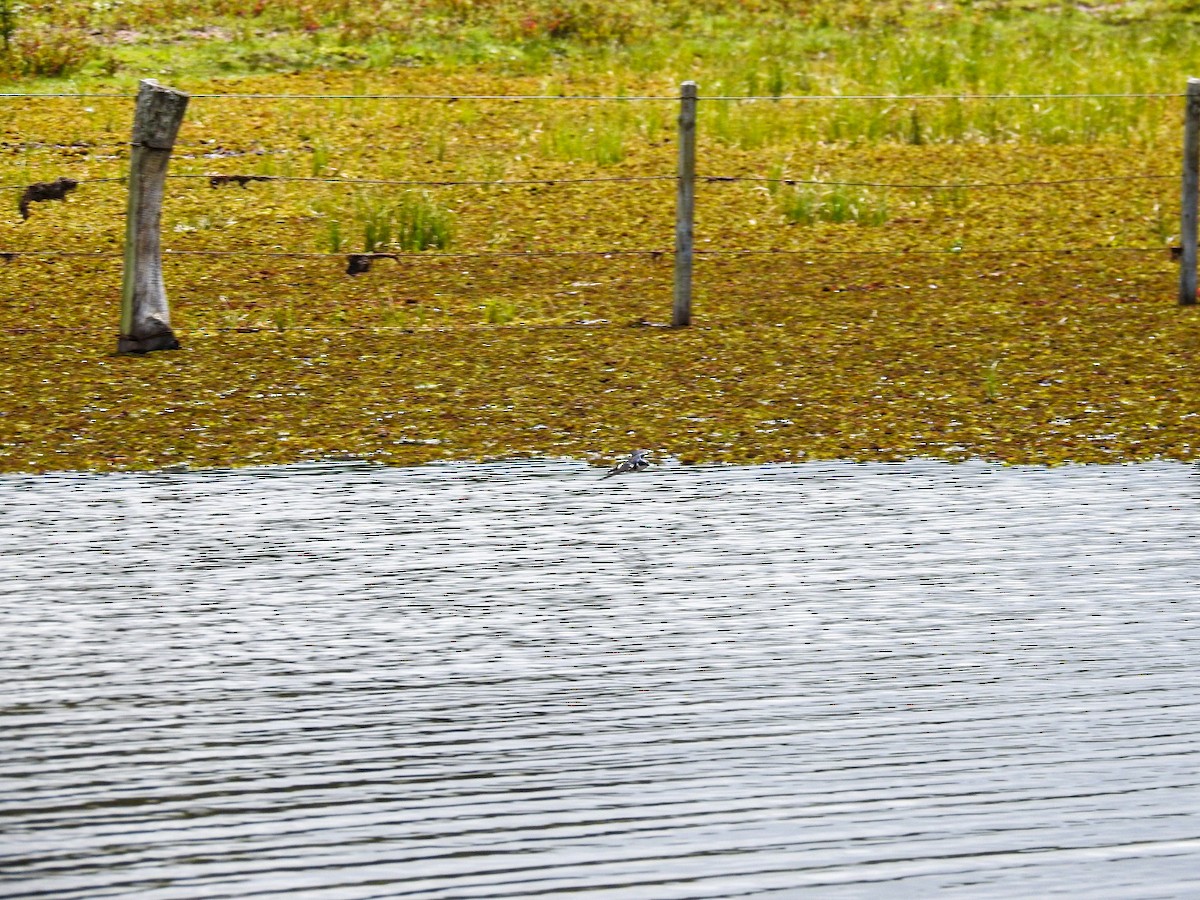 Weißbürzelschwalbe - ML645756081