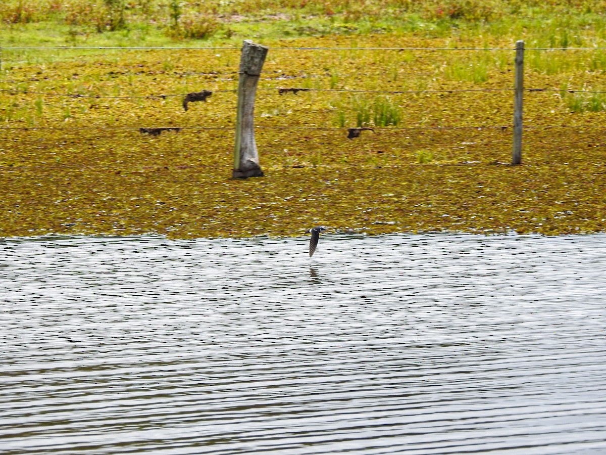 Weißbürzelschwalbe - ML645756082