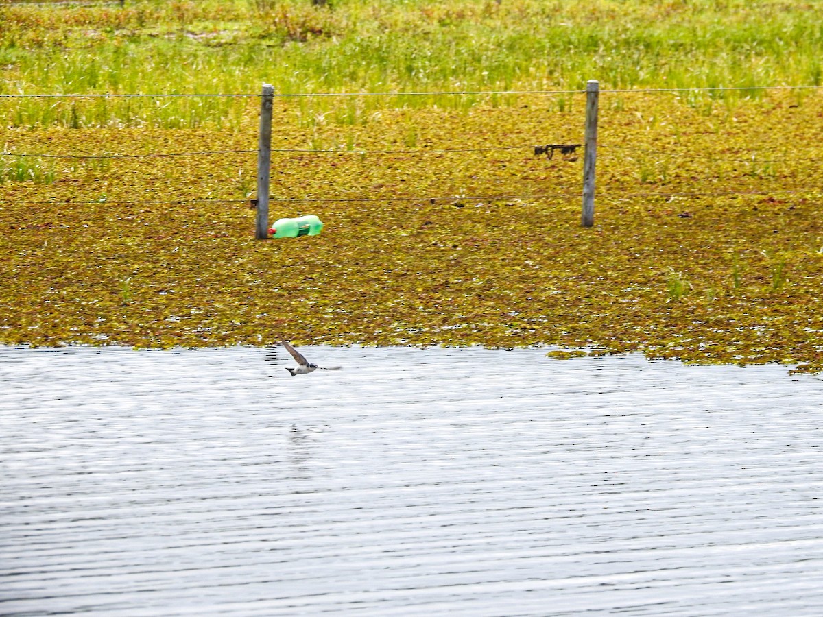 Weißbürzelschwalbe - ML645756083