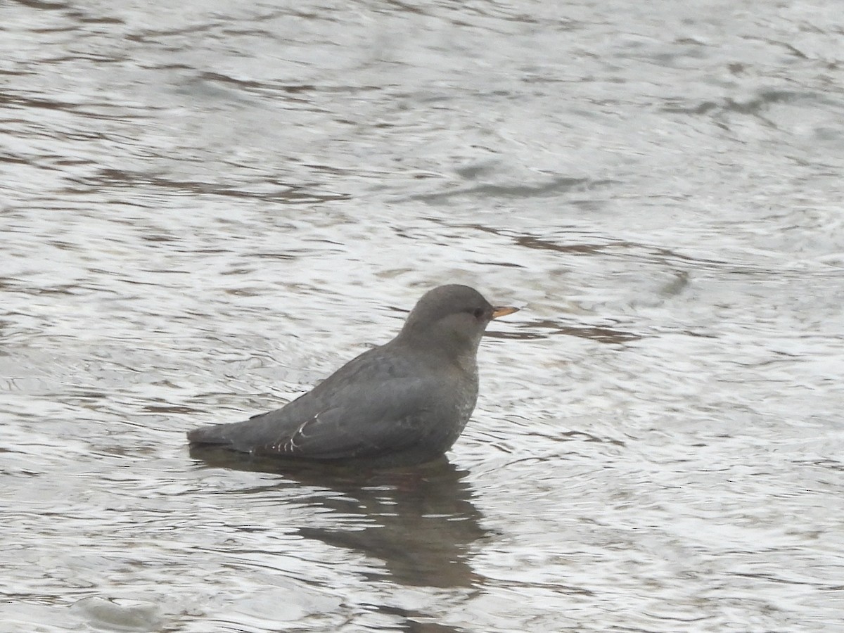 American Dipper - ML645756086