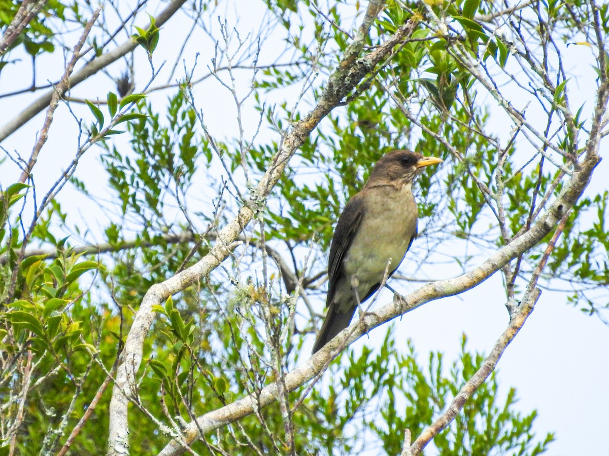Creamy-bellied Thrush - ML645756088