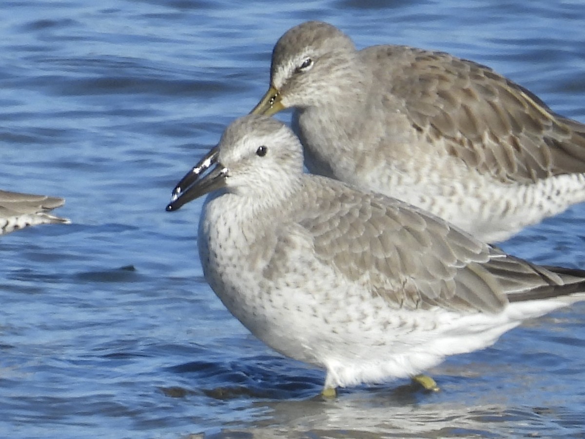Red Knot - ML645756089