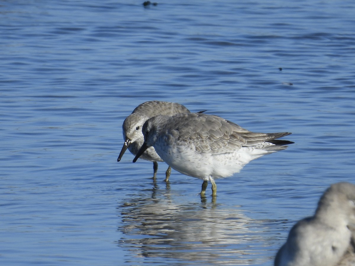 Red Knot - ML645756090