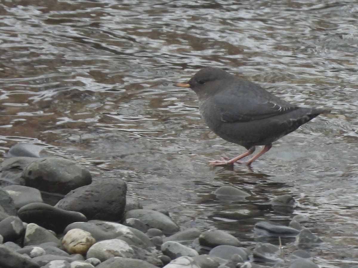 American Dipper - ML645756095