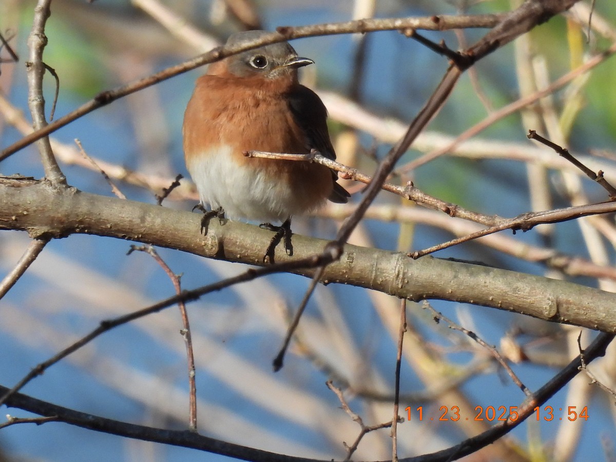 Eastern Bluebird - ML645756096