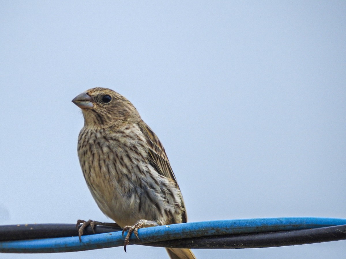 Saffron Finch - ML645756121