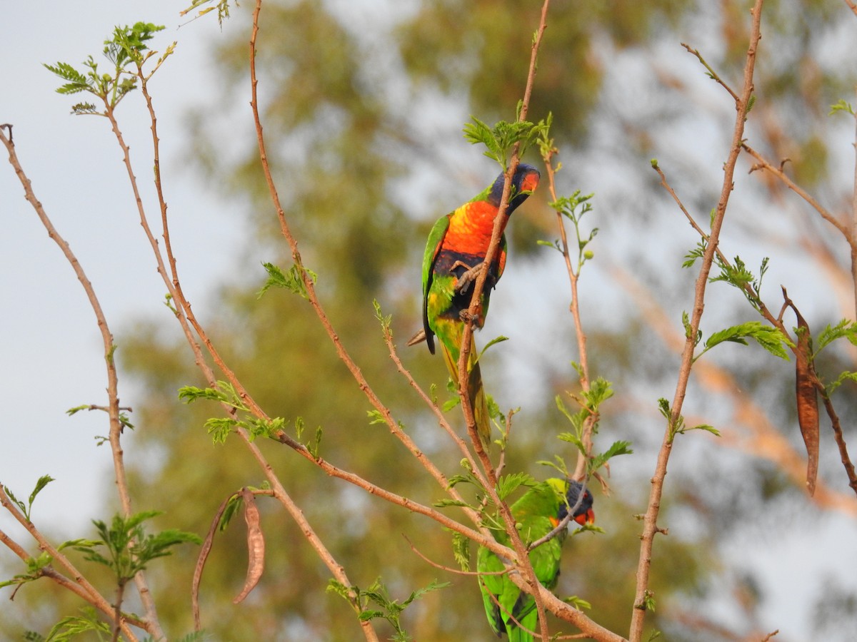 Gökkuşağı Renkli Loriket - ML645756130