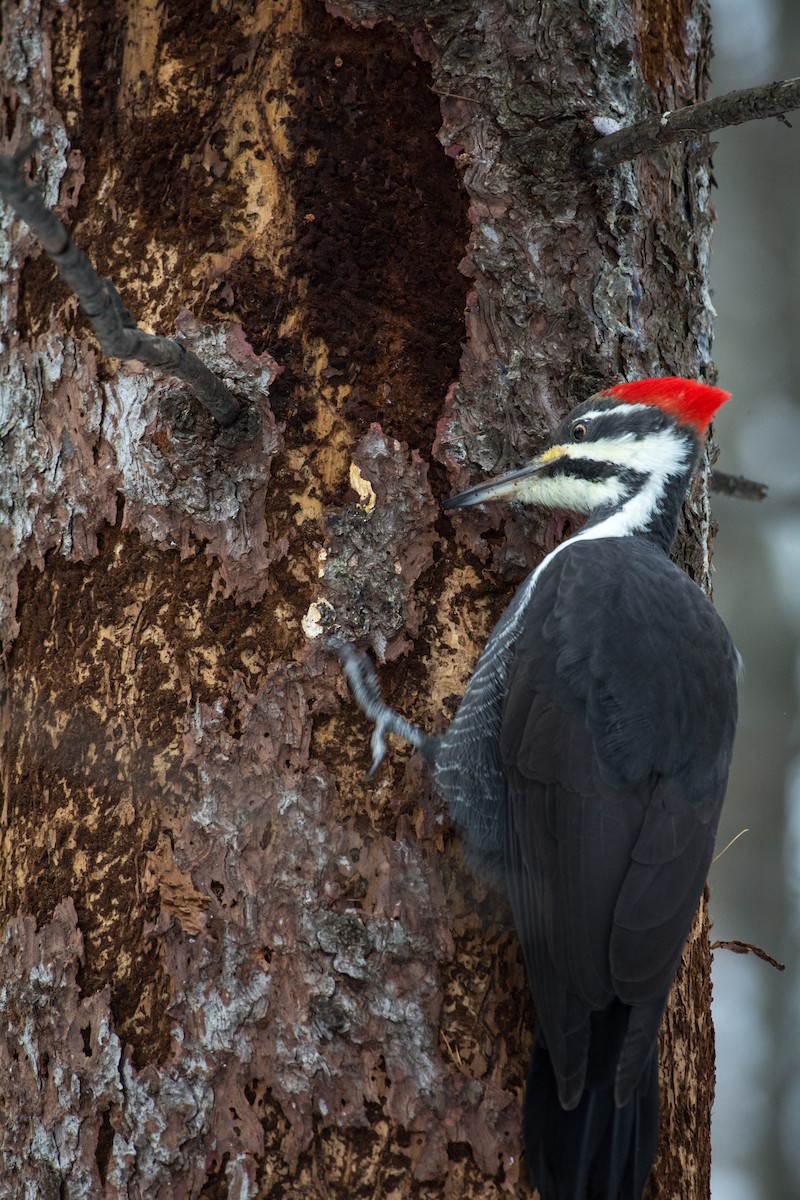 Kuzey Amerika Kara Ağaçkakanı - ML645756132