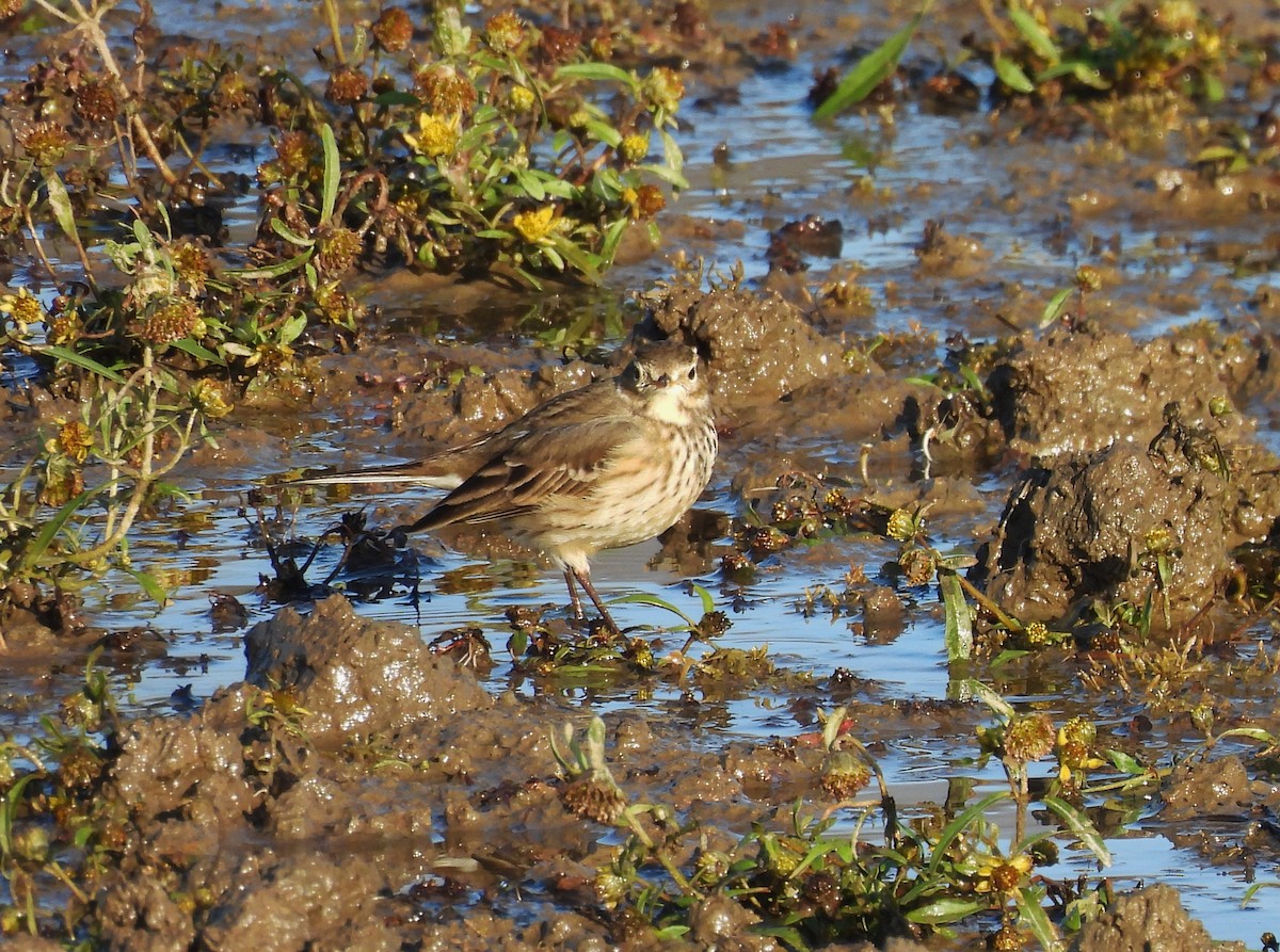 American Pipit - ML645756152