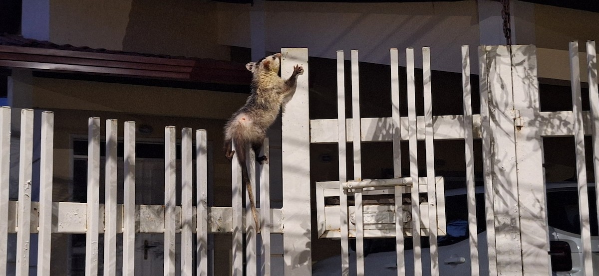 White-eared Opossum - ML645756157