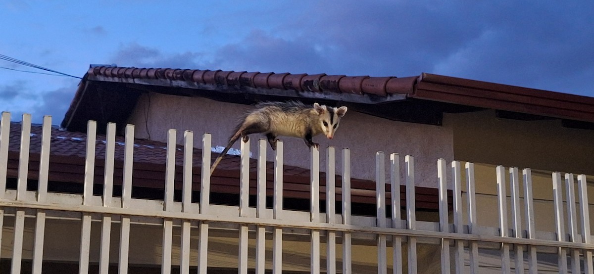 White-eared Opossum - ML645756158