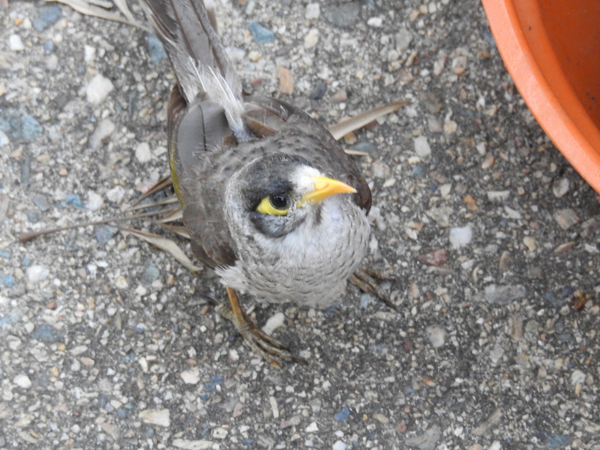 Geveze Balkuşu - ML645756163