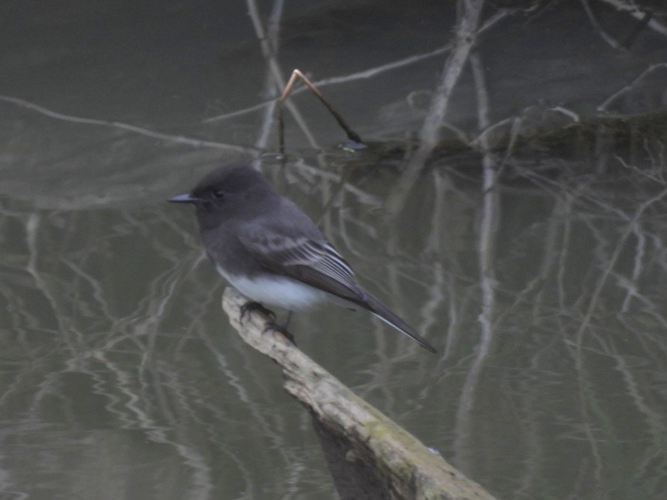 Black Phoebe - ML645756165