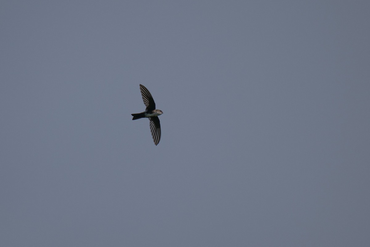 Antillean Palm Swift - ML645756166