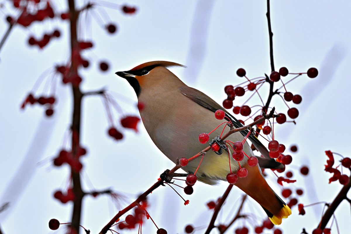 Buztanori boreala - ML645756183