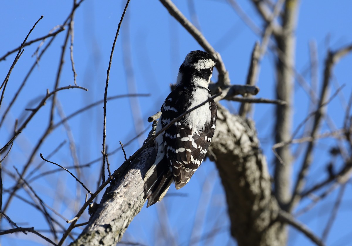 Downy Woodpecker - ML645756188
