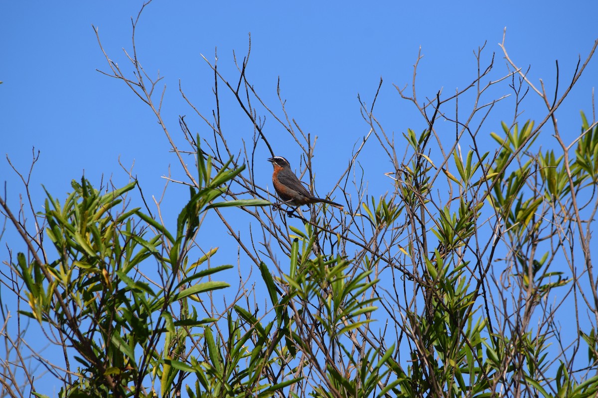Black-and-rufous Warbling Finch - ML645756189