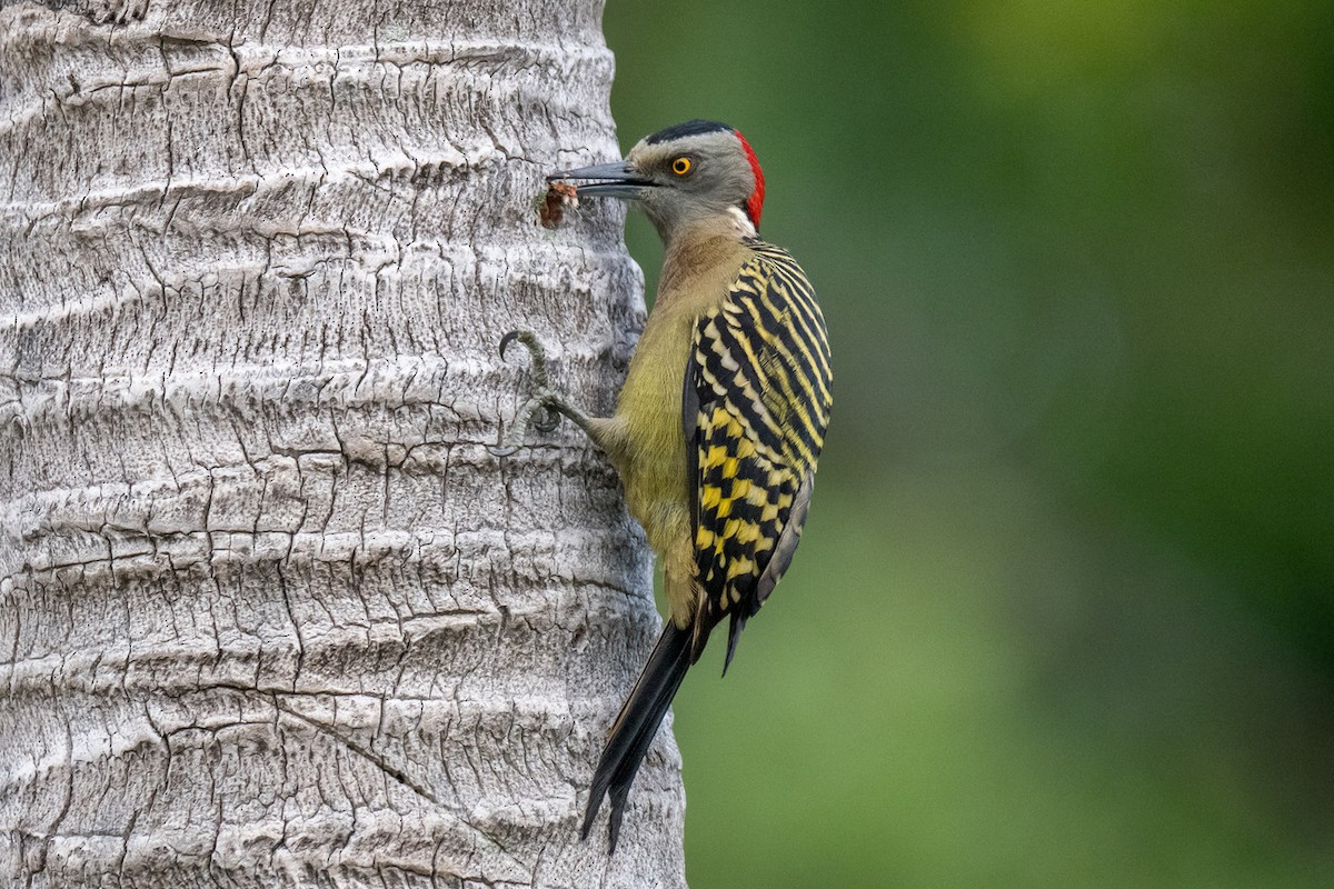 Hispaniolan Woodpecker - ML645756193