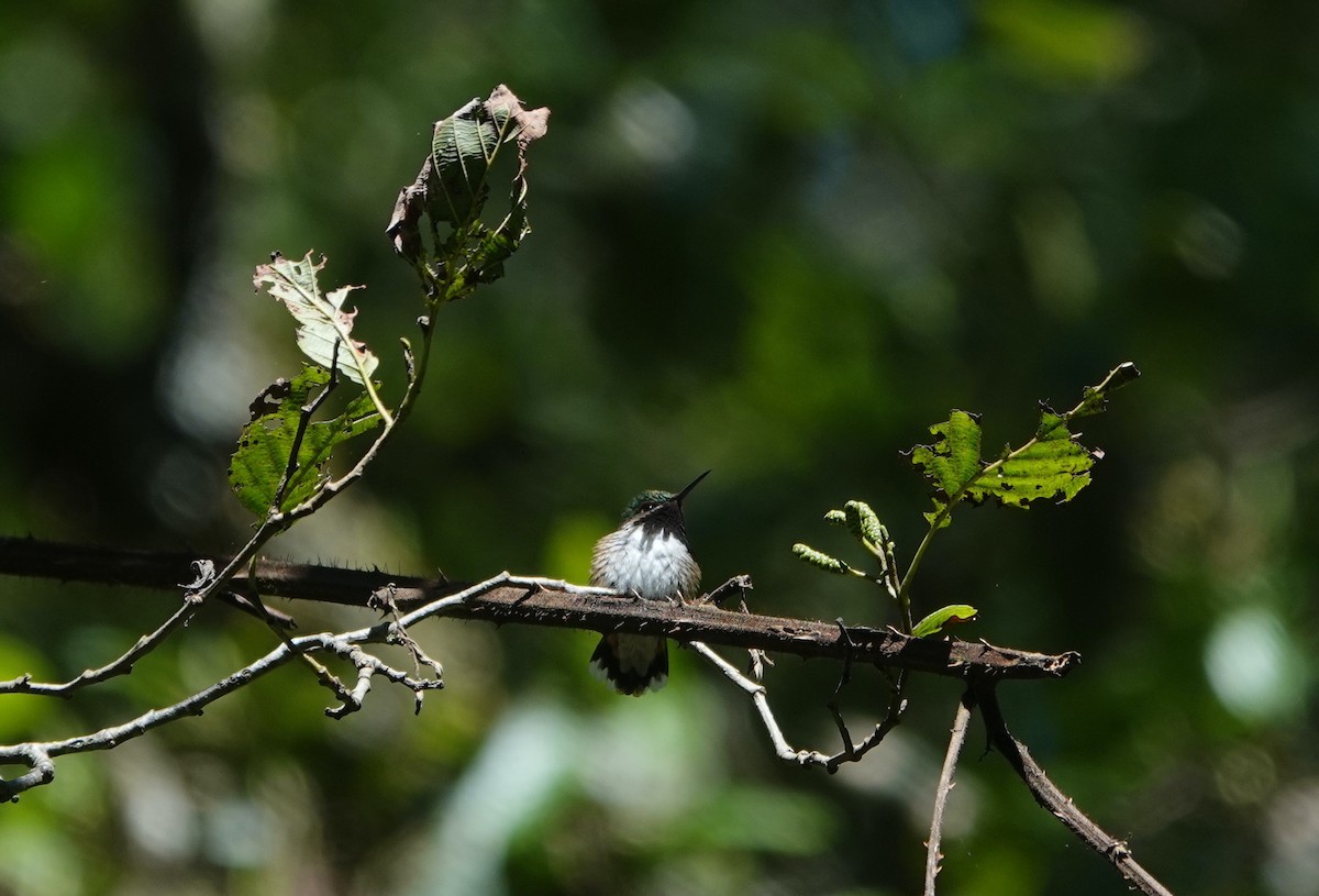 Meksika Arı Kolibrisi - ML645756203