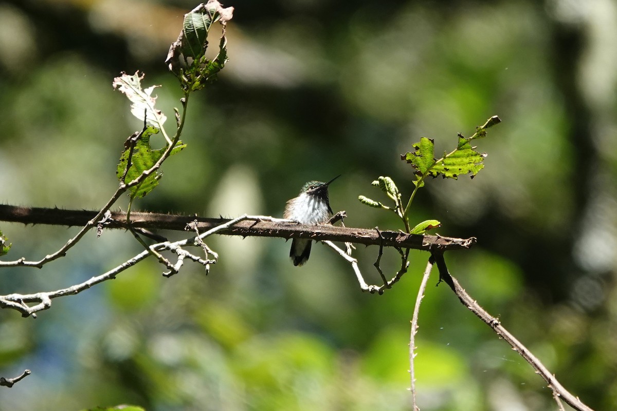 Meksika Arı Kolibrisi - ML645756208