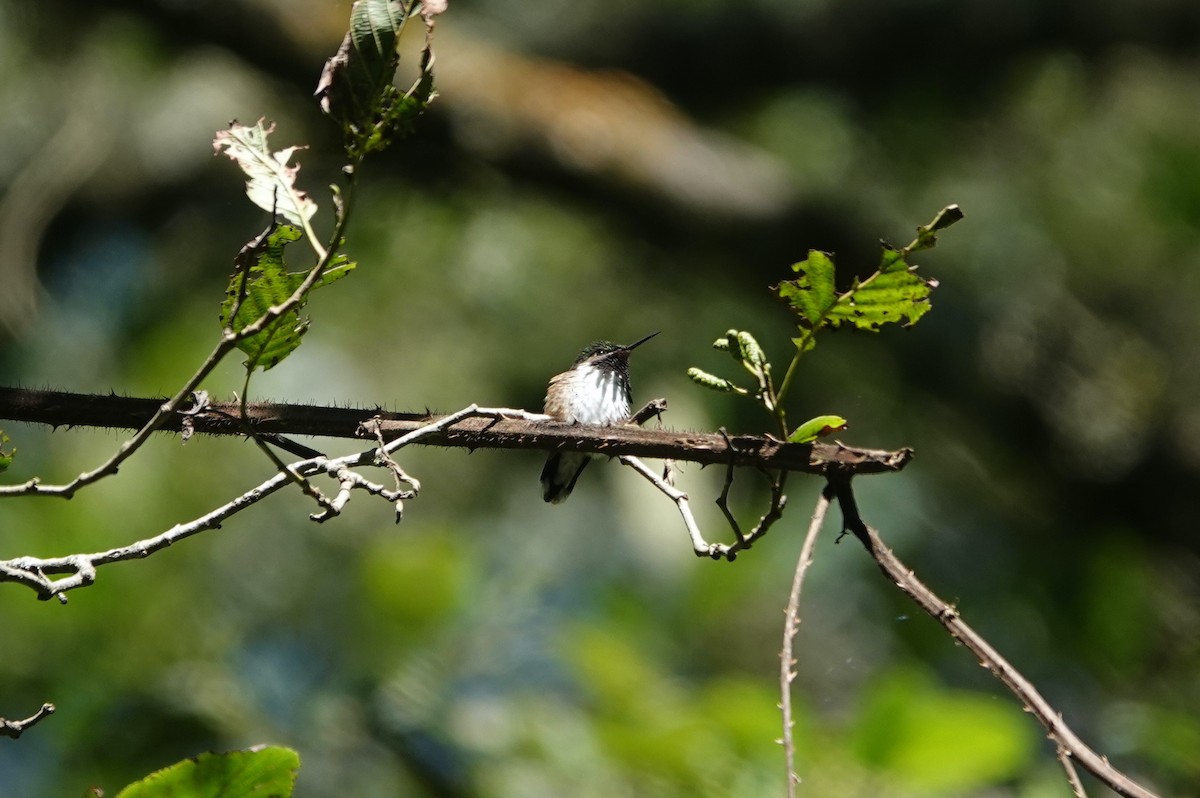 Meksika Arı Kolibrisi - ML645756211