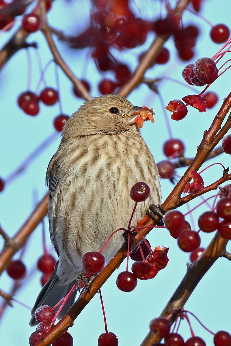 Ev Çütresi - ML645756212