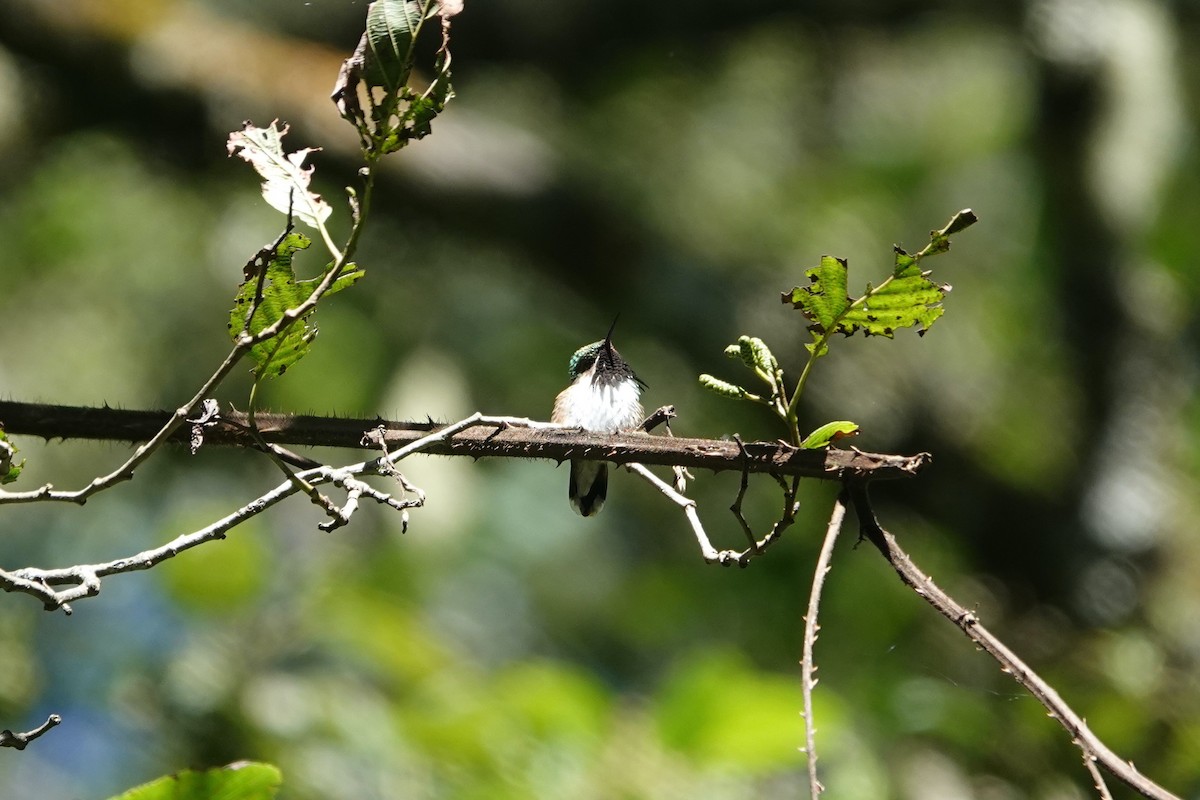 Meksika Arı Kolibrisi - ML645756213