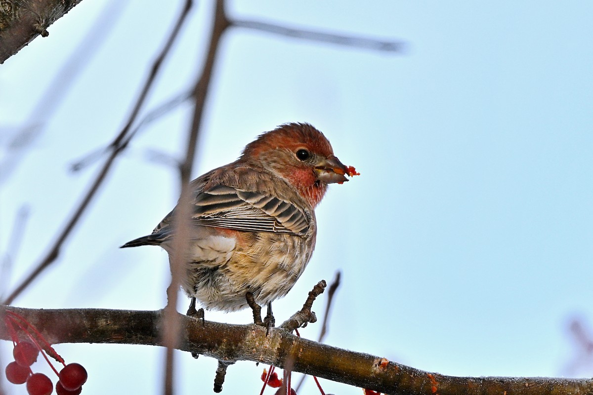 Ev Çütresi - ML645756214