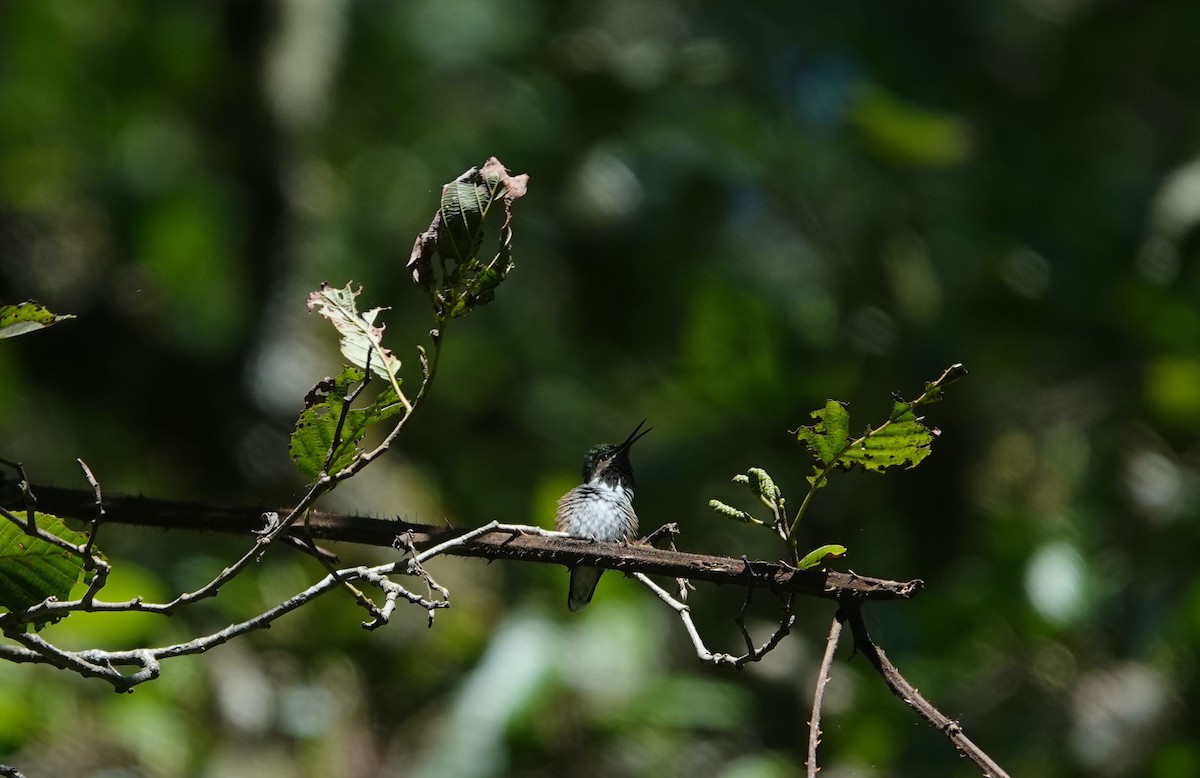 Meksika Arı Kolibrisi - ML645756215