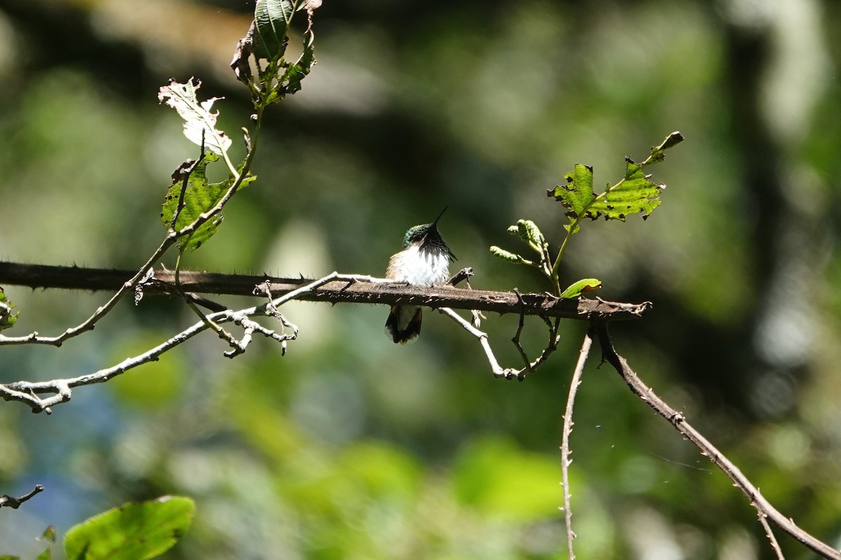 Meksika Arı Kolibrisi - ML645756216