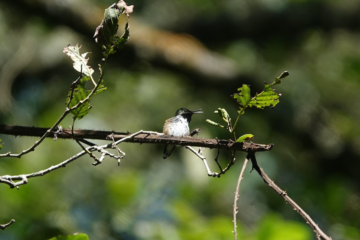 Meksika Arı Kolibrisi - ML645756217