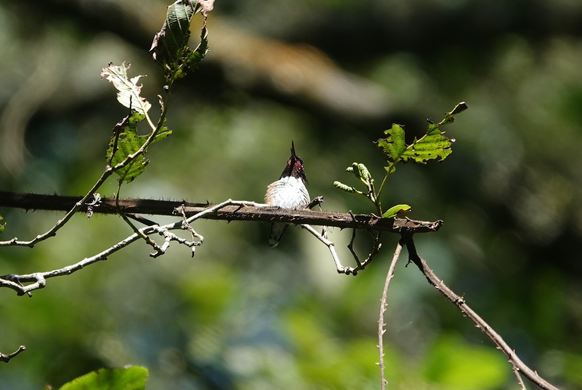 Meksika Arı Kolibrisi - ML645756218