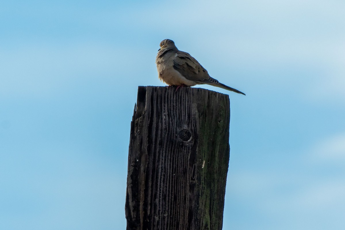 Uzun Kuyruklu Kumru - ML645756221