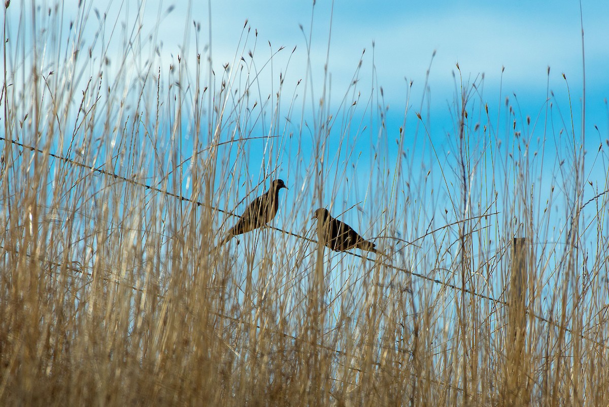 Uzun Kuyruklu Kumru - ML645756222