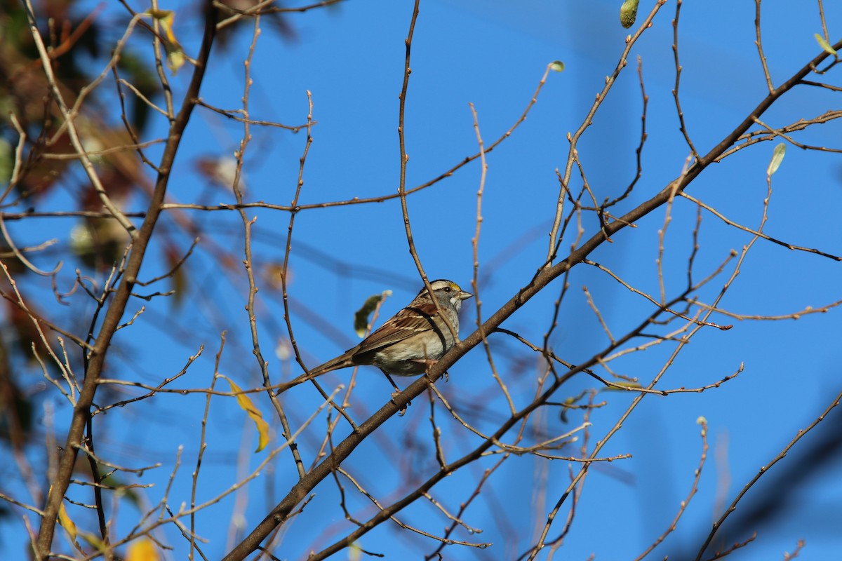 Ak Boğazlı Serçe - ML645756223