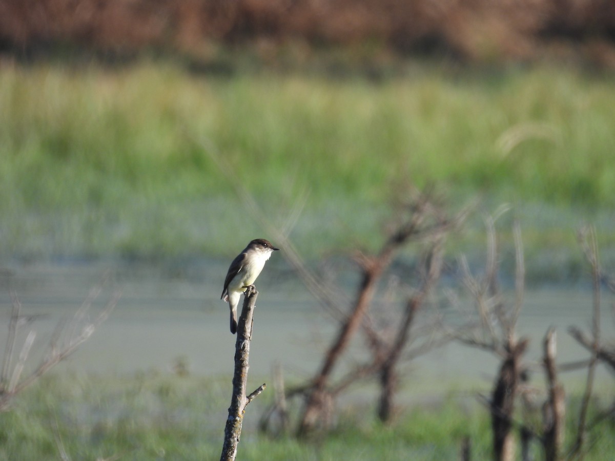 Ak Karınlı Fibi - ML645756224