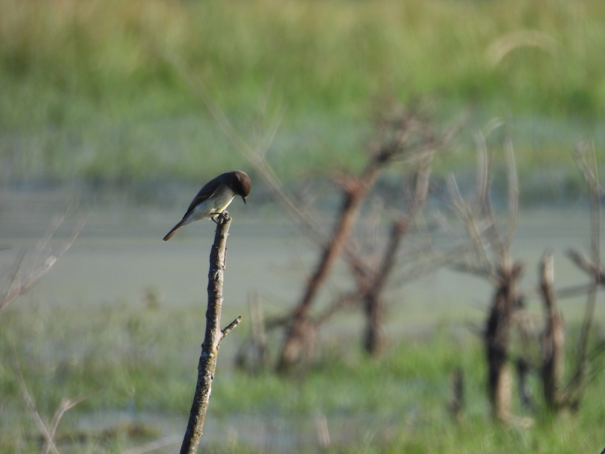 Ak Karınlı Fibi - ML645756225