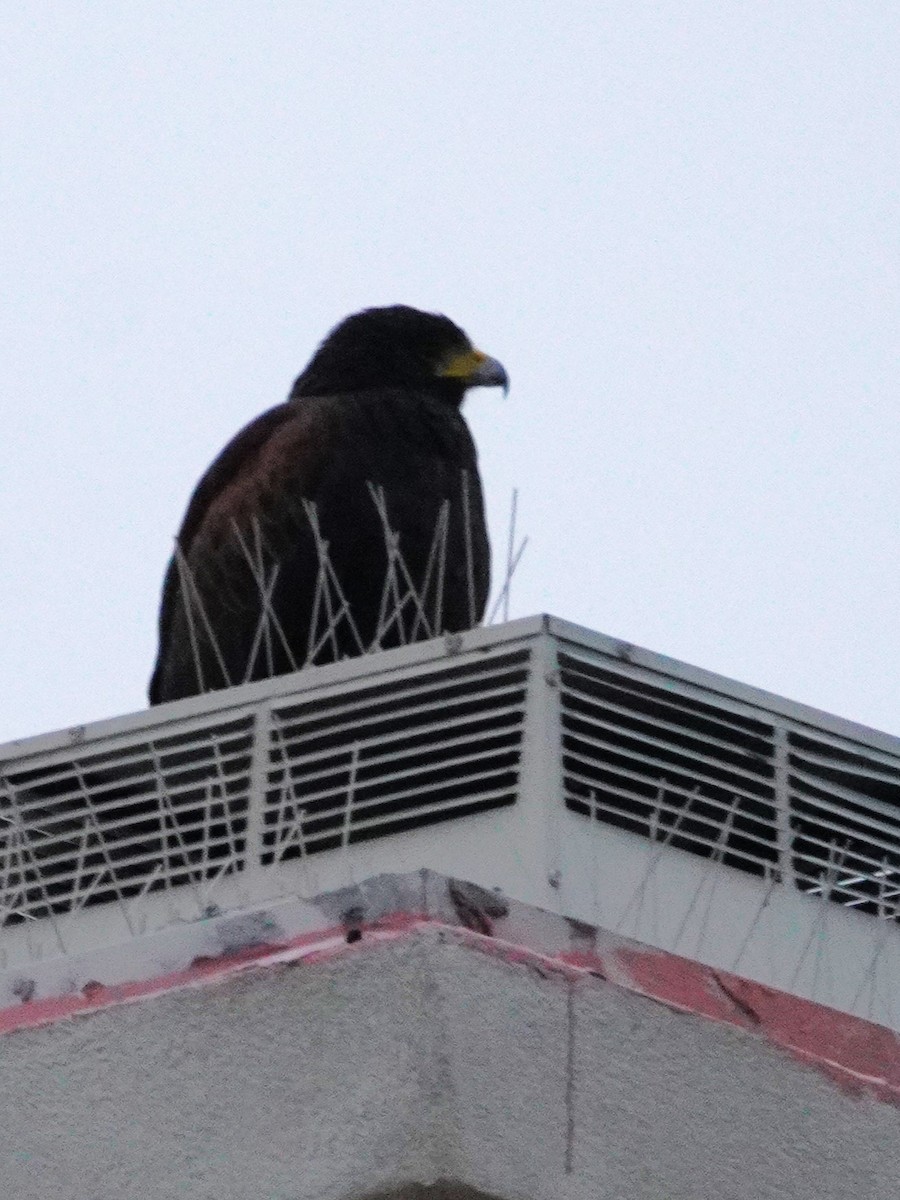 Harris Şahini - ML645756226