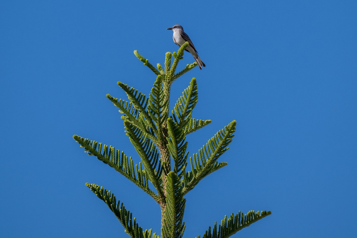 Karayip Tiranı - ML645756228