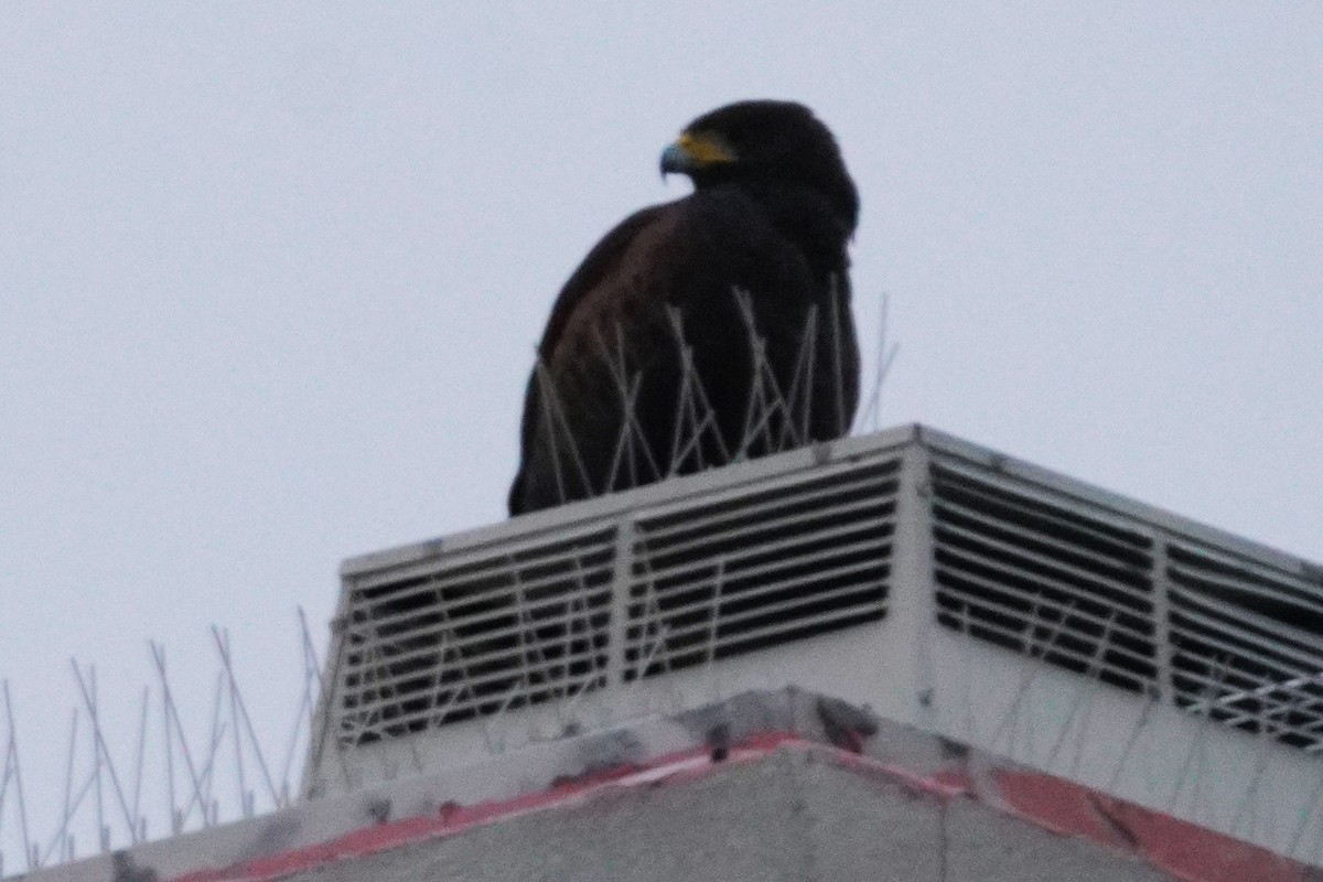 Harris Şahini - ML645756229