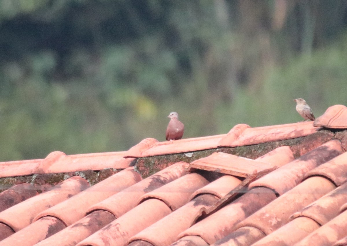 Kızıl Serçe Kumrusu - ML645756230