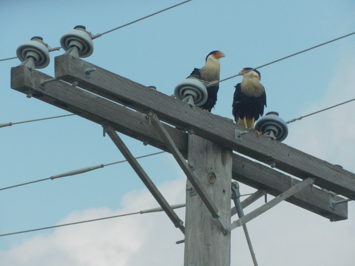 Tepeli Karakara - ML645756231