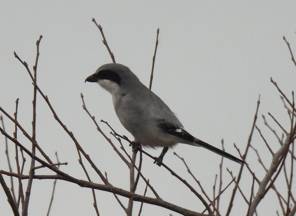 Amerika Örümcekkuşu - ML645756232