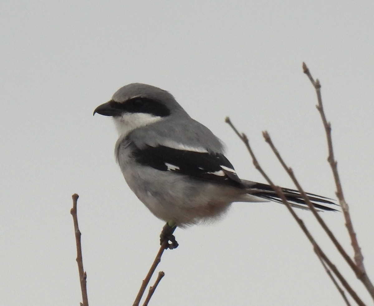 Amerika Örümcekkuşu - ML645756233