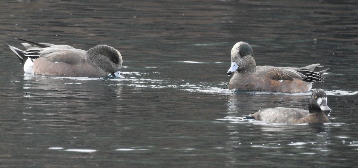 Amerika Fiyusu - ML645756237