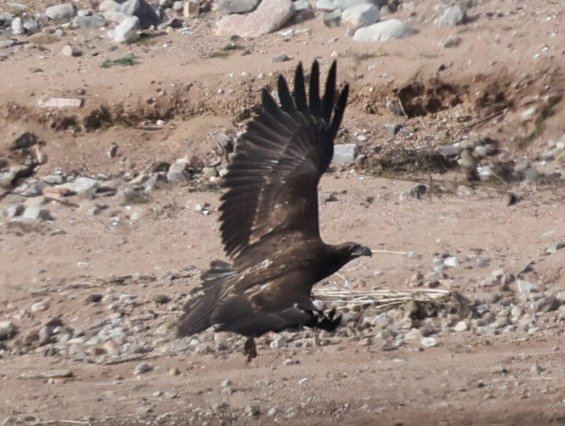 Kaya Kartalı - ML645756238