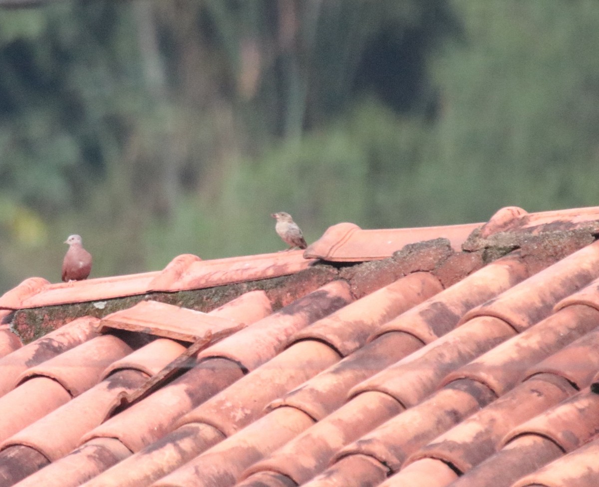 Serçe - ML645756239