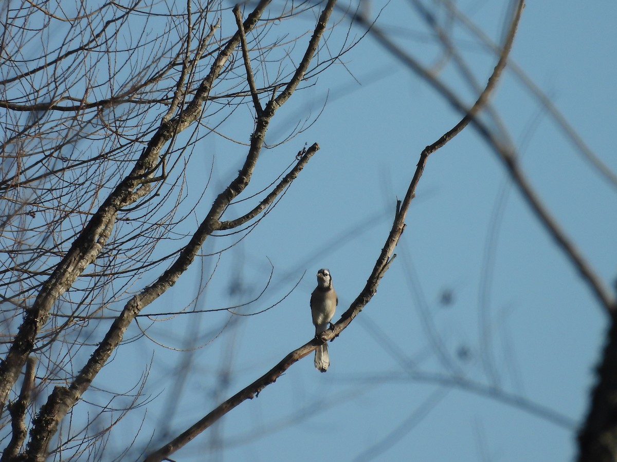 Mavi Karga - ML645756240