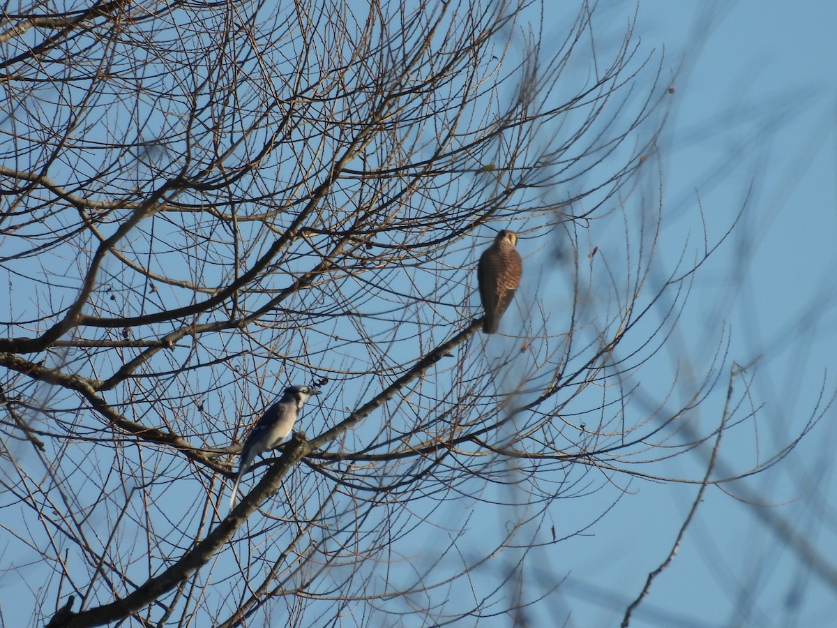 Mavi Karga - ML645756241